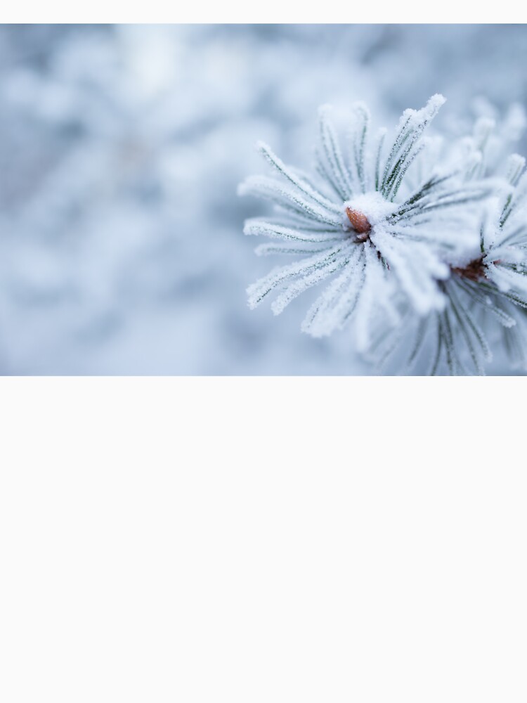 Hoarfrost on conifer tree needles by Juhku