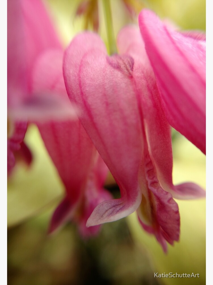 Bleeding Heart by KatieSchutteArt