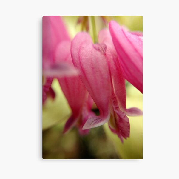 Bleeding Heart Canvas Print