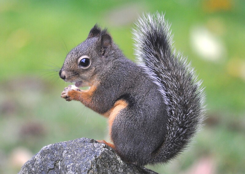 "Snack Time (Douglas Squirrel)" by Carl Olsen | Redbubble