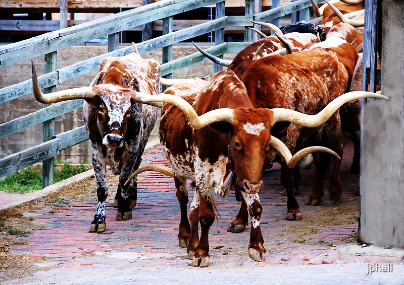 "Cattle Drive Thru The Streets Of The Fort Worth Stockyards 2" by