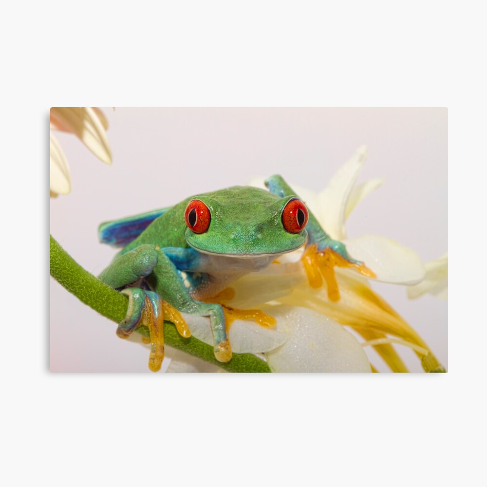 Old Red Eyes Canvas Print