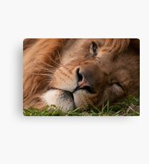 The Lion sleeps tonight (Panthera leo) Canvas Print