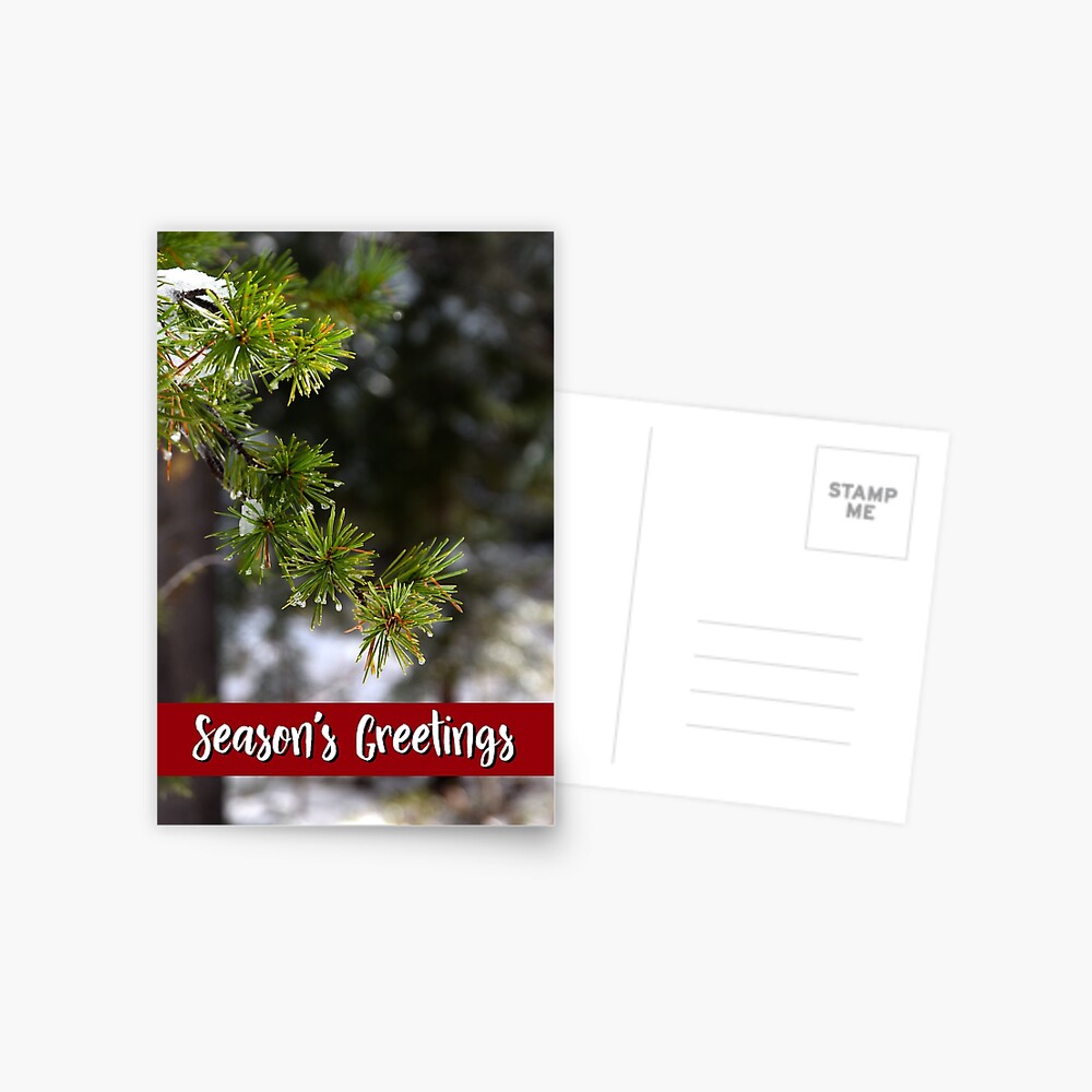 Sierra Lodgepole Pine Holiday Card Postcard