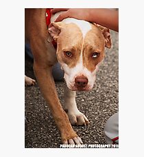Pit Bull Photographic Print