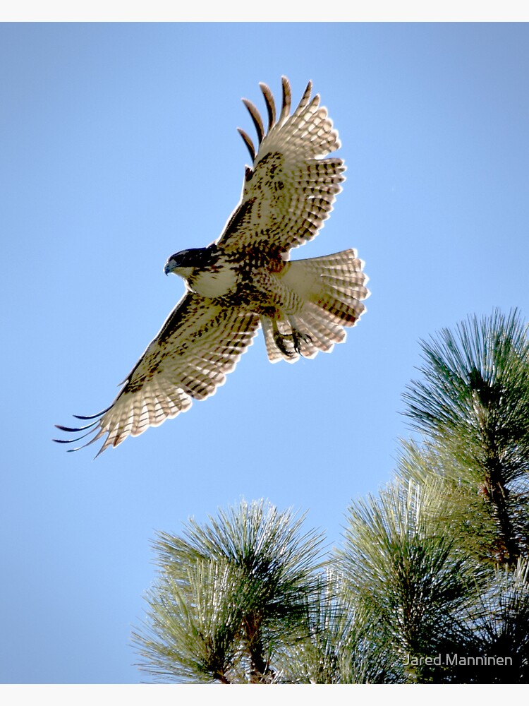 Red-Tailed Hawk Leaping from a Jeffrey Pine by JaredManninen