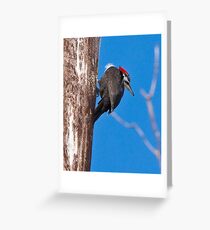 Female Pileated Woodpeckers Greeting Card