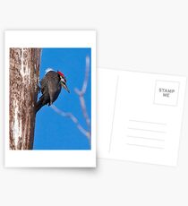 Female Pileated Woodpeckers Postcards