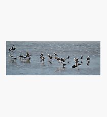 A family of Stilts Photographic Print