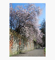 Farnham in Springtime No3 Photographic Print