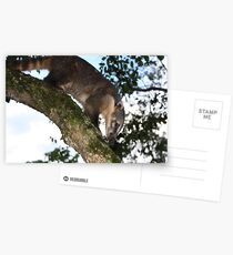 Coati Postcards