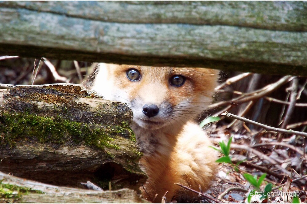 Cute Woodland Creature Baby Red Fox Pup Kid Wildlife Canada By 21stcentvintage Redbubble