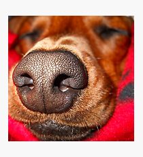 Doxie Nose....Larger than life Photographic Print