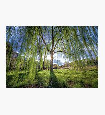 Weep Willow, Weep Photographic Print