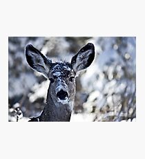Curious Doe Photographic Print