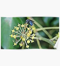 Flower Fly Poster