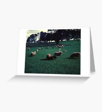 Sheep on One Tree Hill Greeting Card