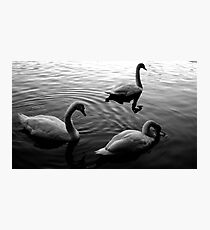 Swan Lake Photographic Print