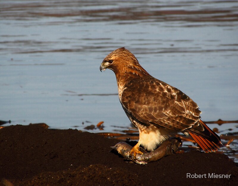 "Redtailed Hawk Eating Fast Food" by Robert Miesner Redbubble