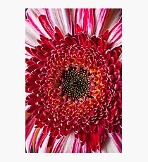 Red Mum Close Up Photographic Print