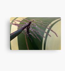 scratch my back Metal Print