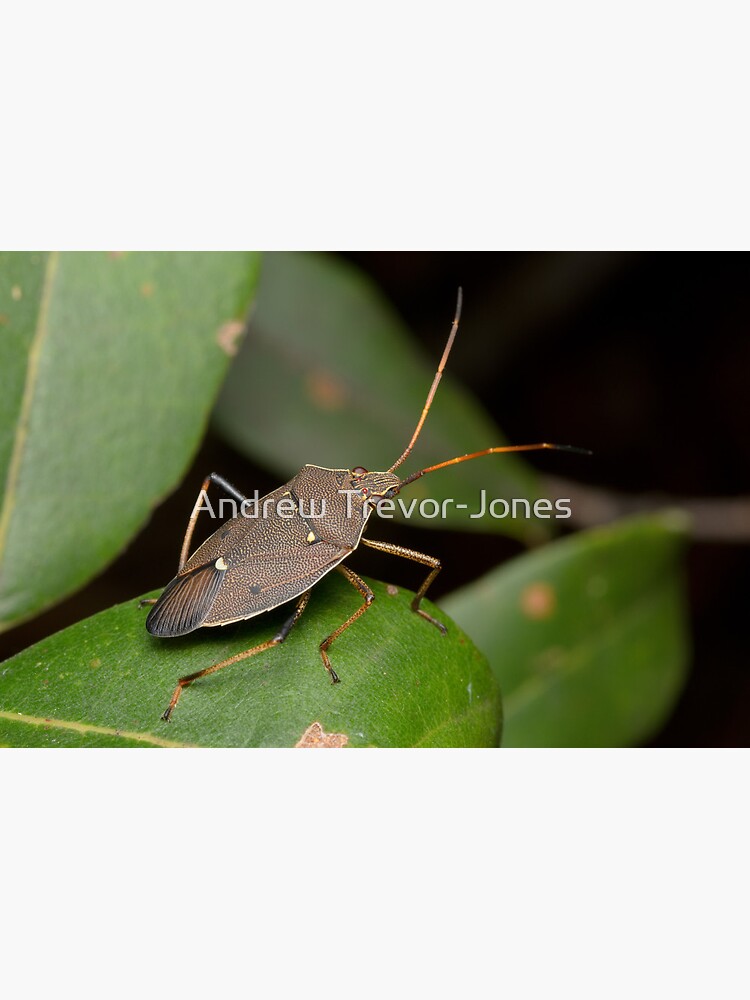 Two-spotted Gum Tree Shield Bug - Poecilometis parilis by andrewtj