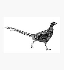 Pheasant Photographic Print