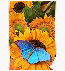 Blue Butterfly On Sunflower Poster