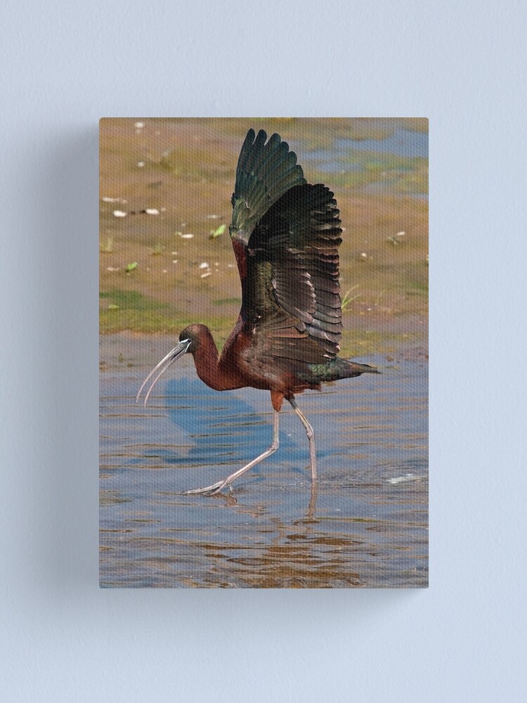 Alternate view of Strutting the Stuff Canvas Print