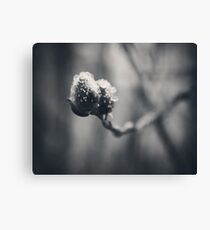 Spring Droplets Canvas Print