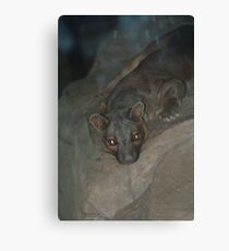 Fossa Canvas Print