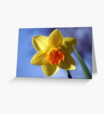 Daffodil Greeting Card
