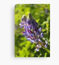 Lupin Canvas Print