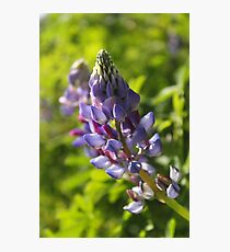 Lupin Photographic Print