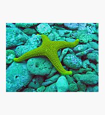 Four arm starfish Photographic Print
