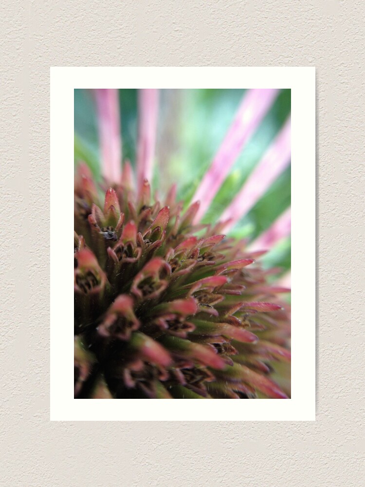 Alternate view of Coneflower Art Print