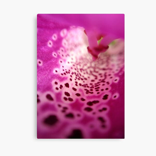 Foxglove Canvas Print