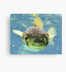 Smiling Fish Canvas Print