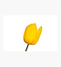 Yellow Tulip Photographic Print