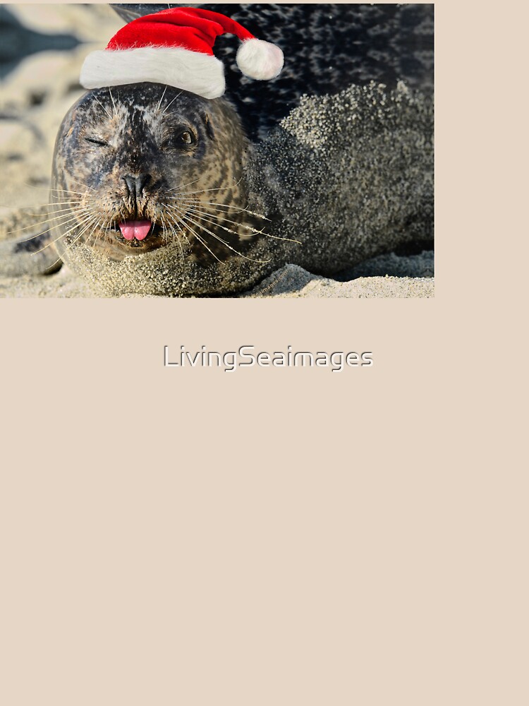 Holiday Harbor Seal by LivingSeaimages