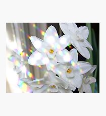 Paperwhite Perfection Photographic Print