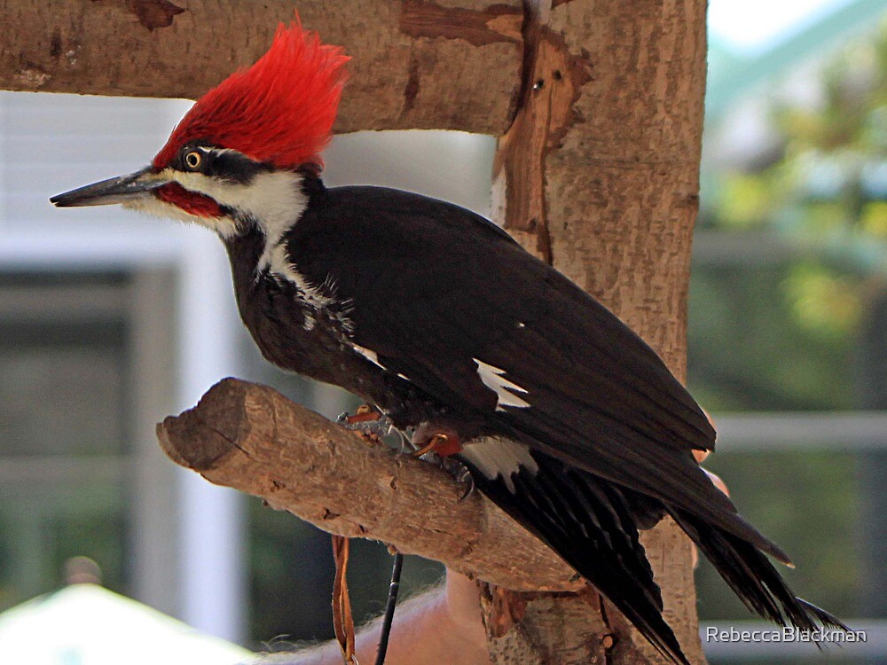 woody woodpecker three little woodpeckers