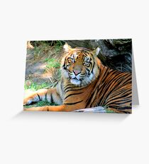 Tiger At Rest - 2009 Greeting Card