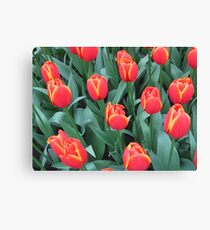 Orange with Yellow Edged Tulips Leinwanddruck