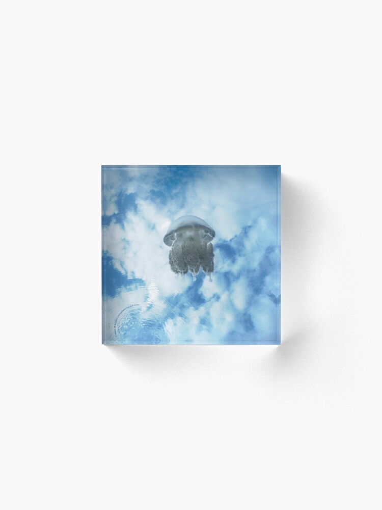 Alternate view of Jelly in Jellyfish Lake, Palau Acrylic Block