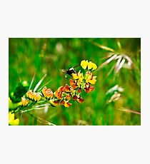 Drive by Spring Photographic Print