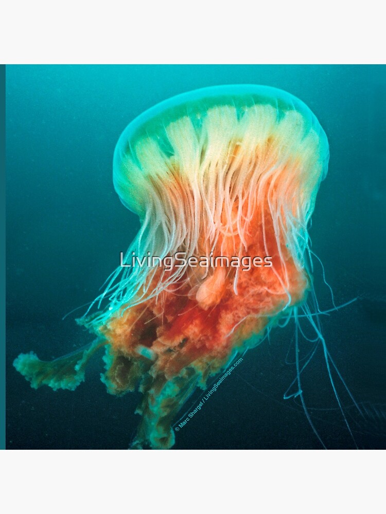 Egg Yolk Jelly, 1999 by LivingSeaimages