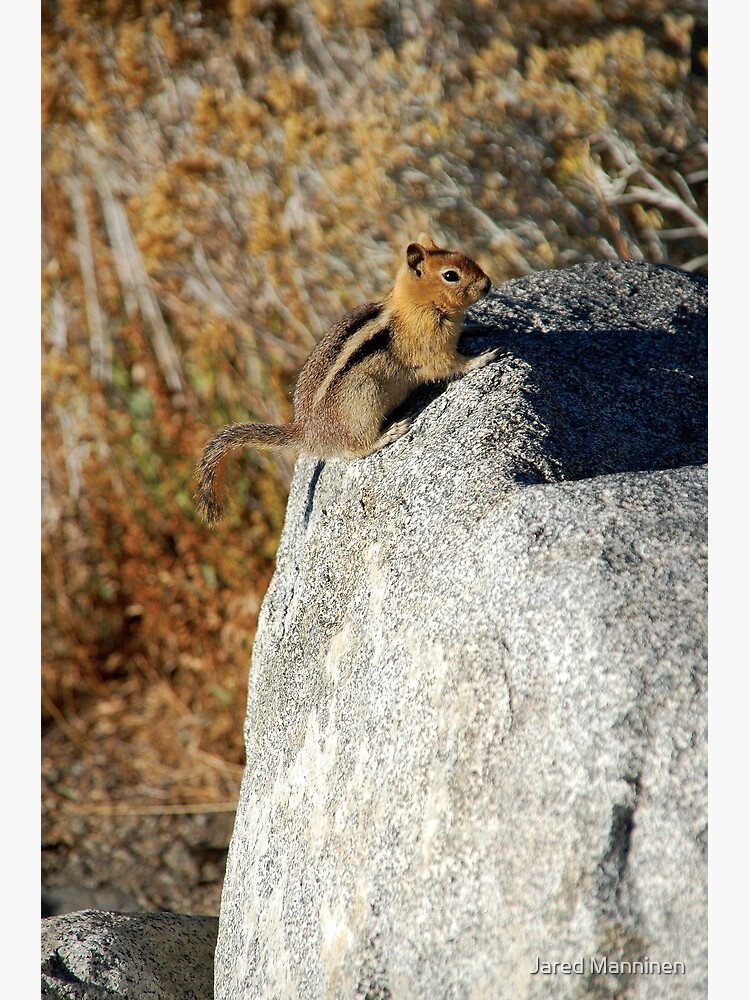 Golden-mantled Ground Squirrel by JaredManninen