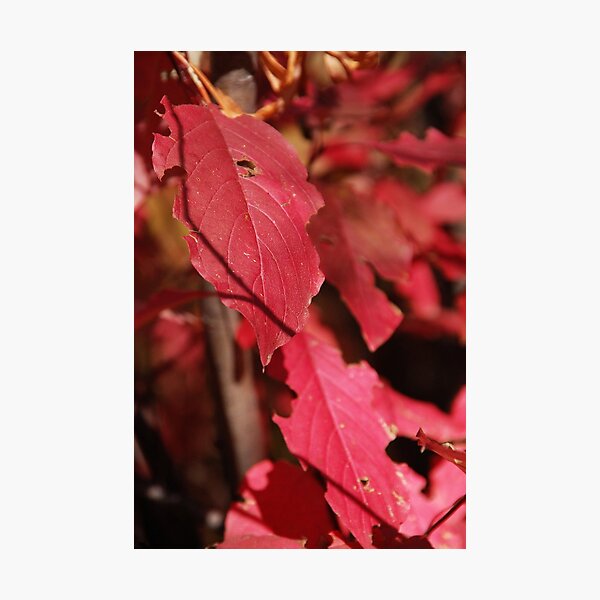 Red-Stem Dogwood Photographic Print