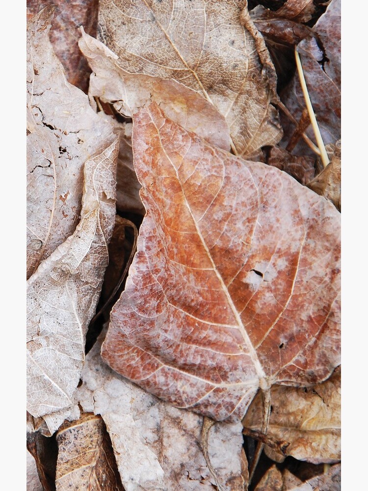 Decomposing Aspen Leaves by JaredManninen